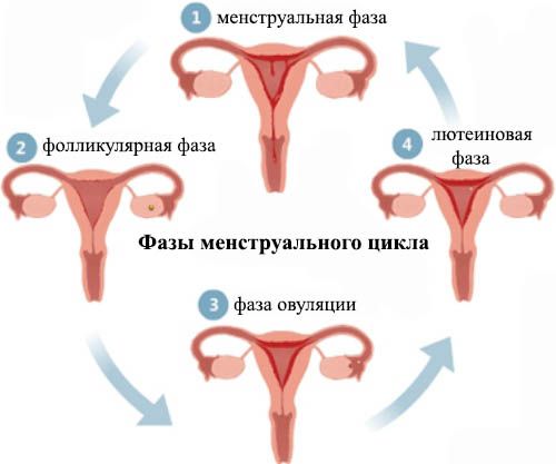 http://beremennost.jofo.me/data/userfiles/479/images/434902-fazi_menstrualnogo_cikla.jpg
