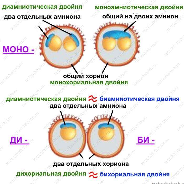 Монохориальная двойня. Моноамниотическая дихориальная. Бихориальная биамниотическая двойня. Монохориальная двойня моноамниотическая двойня. Монохориальная диамниальная двойня что это такое.