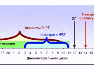Эко длинный протокол схема по дням