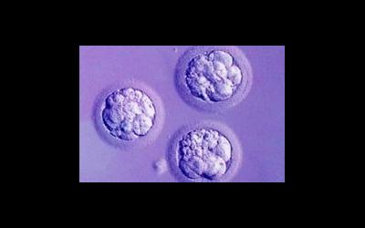 Подготовка к криопереносу. 5 Дневный эмбрион. Эмбрион на 4 день после оплодотворения. Эмбрион на 6 день после оплодотворения.