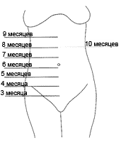 Беременность схема расположения