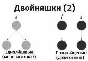 Как появляются близнецы