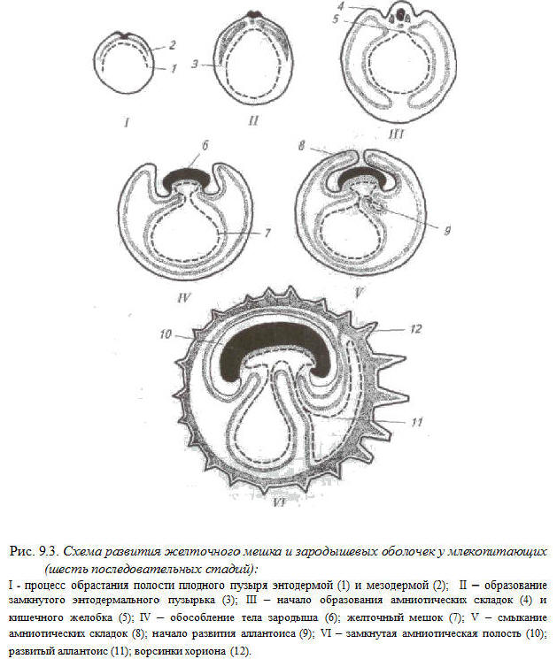Схема зародышевых оболочек