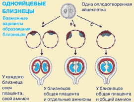 Почему однояйцевые близнецы имеют одинаковый генотип