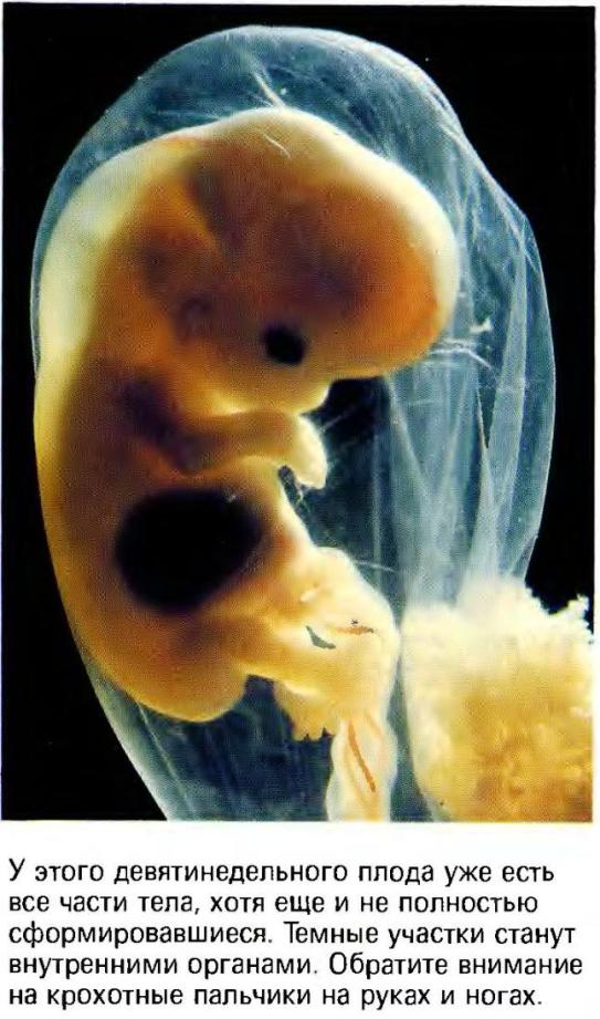 6 эмбриональная неделя. Зародыш 6-7 недель беременности.