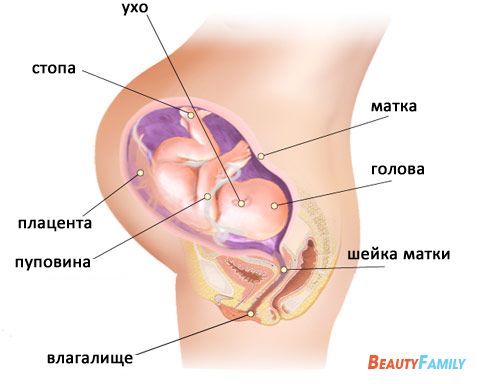 Где находится матка