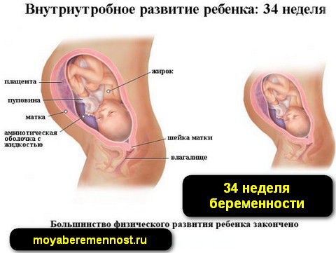 Сколько будет 34 недели. Плод на 34 неделе беременности. Расположение ребенка на 34 неделе беременности. Расположение ребенка на 33 неделе.