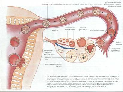 Можно заниматься после зачатия. Процесс зачатия и оплодотворения. Анатомия зачатия процесс. Как происходит зачатие и оплодотворение. Процесс зачатия и оплодотворения по дням.