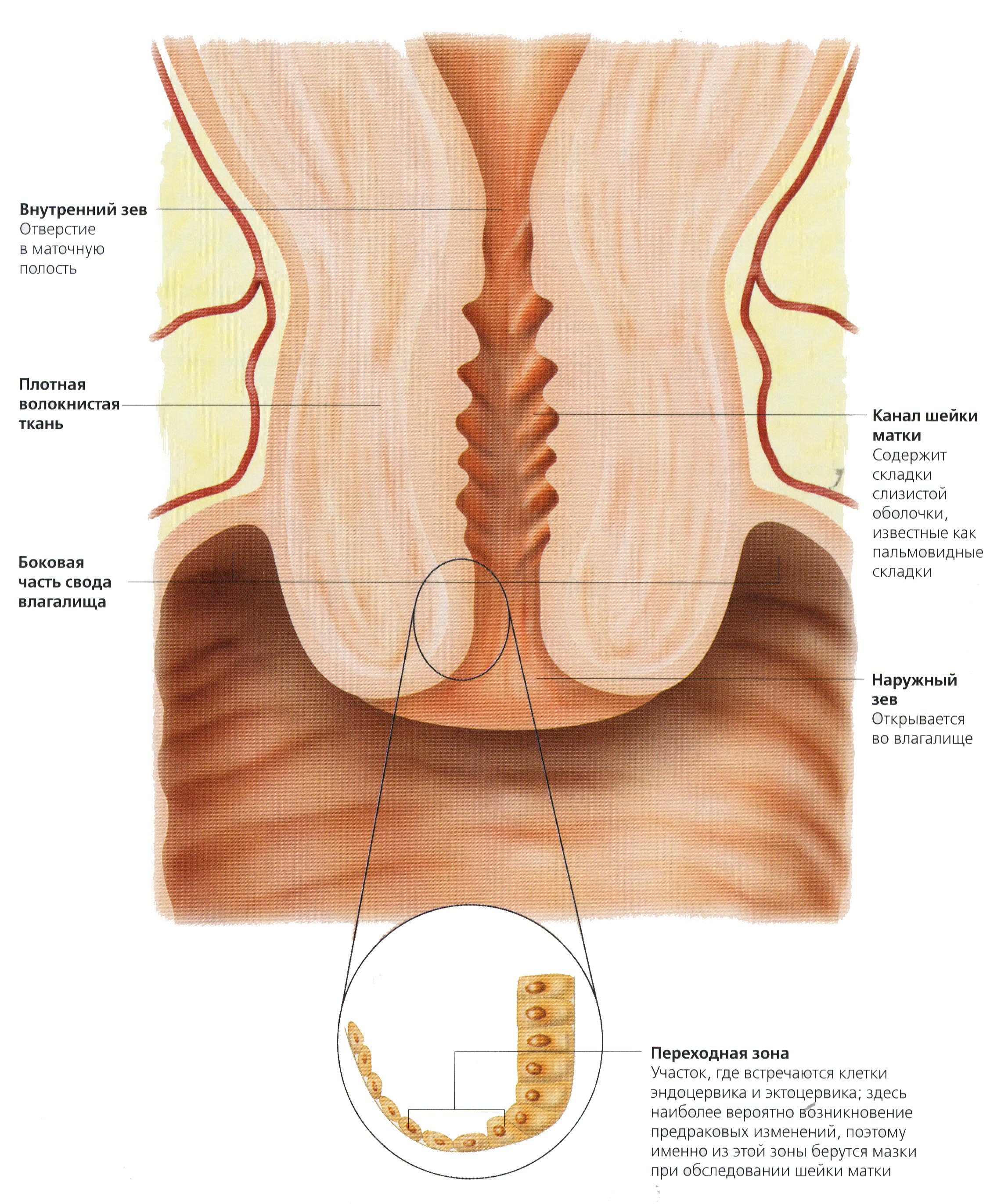 Своды Влагалища Фото