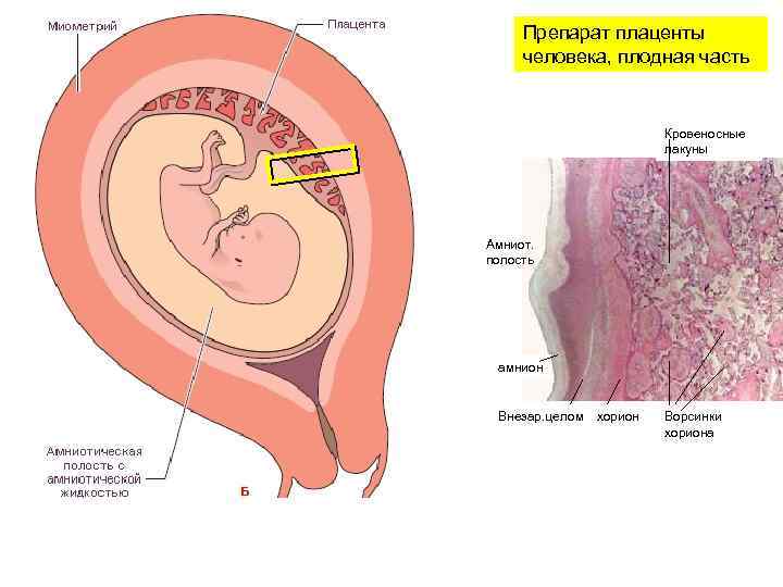 Хорион это