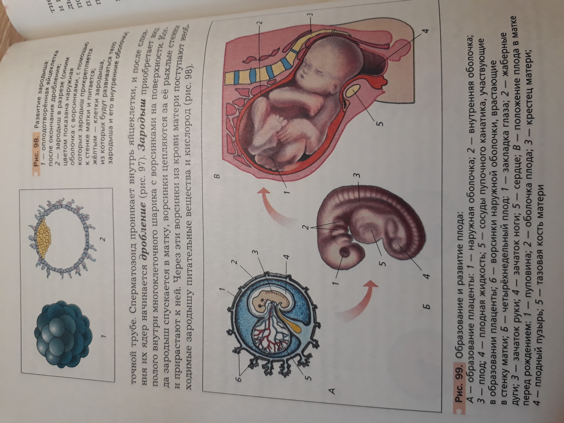 Как происходит оплодотворение и зачатие по дням. Процесс зачатия. Как происходит зачатие. Как происходит оплодотворение и зачатие ребенка.